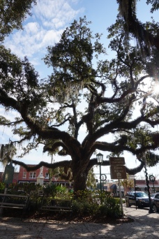Spectacular oak tree in Downtown Brooksville