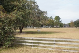 Horse grazing in the Brooksville countryside
